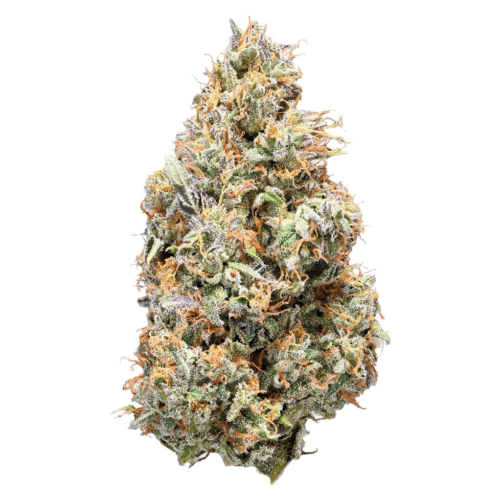 Sativa - 