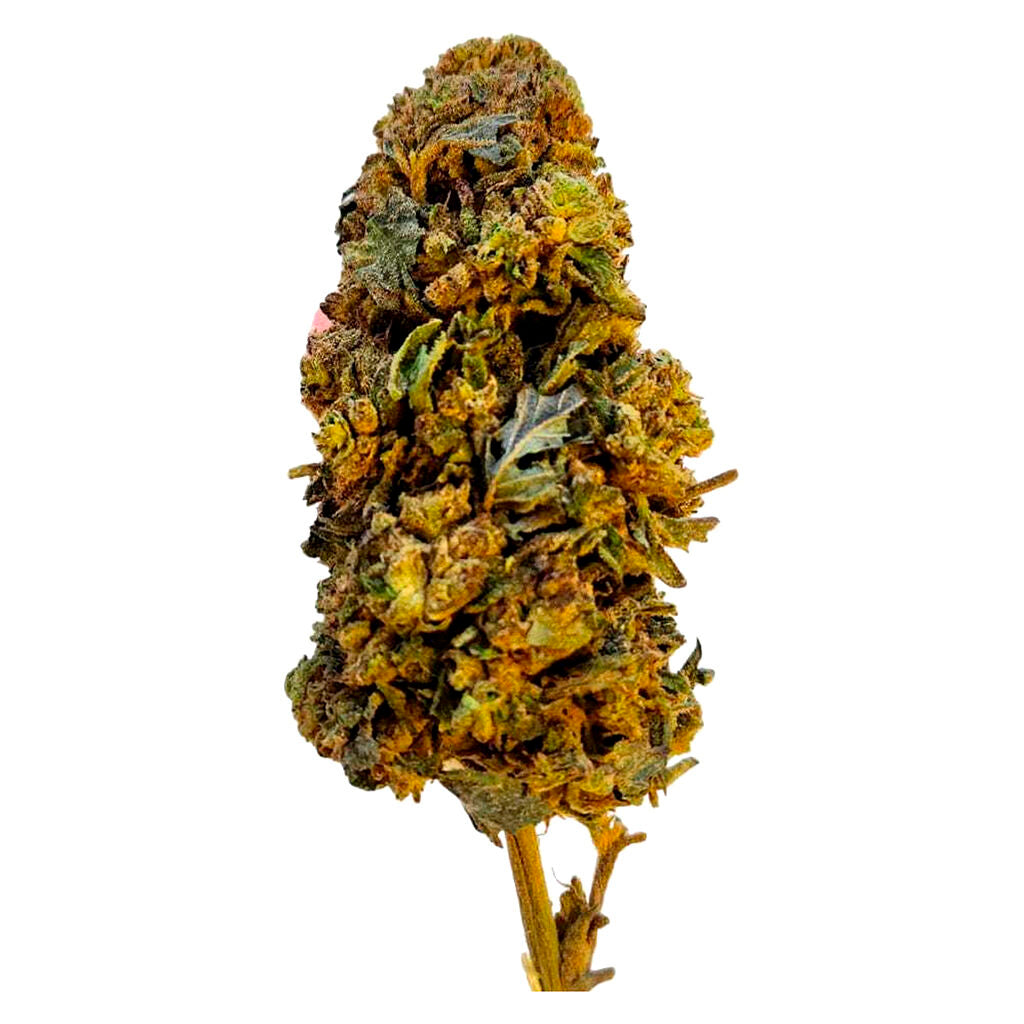 Cherry Driver Whole Dried Flower - 