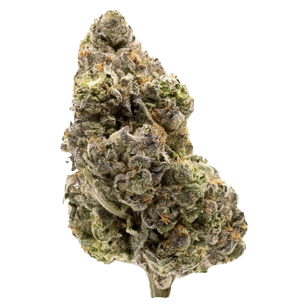 Midnight Sherb - Dried Flower - 