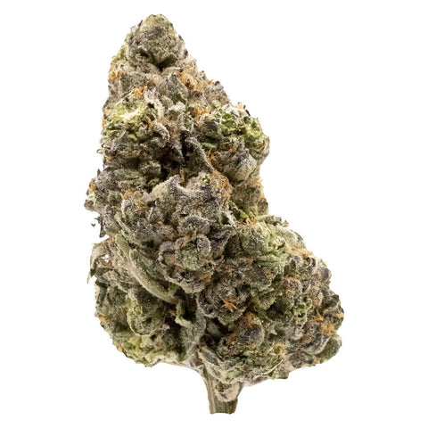 Photo Midnight Sherb - Dried Flower