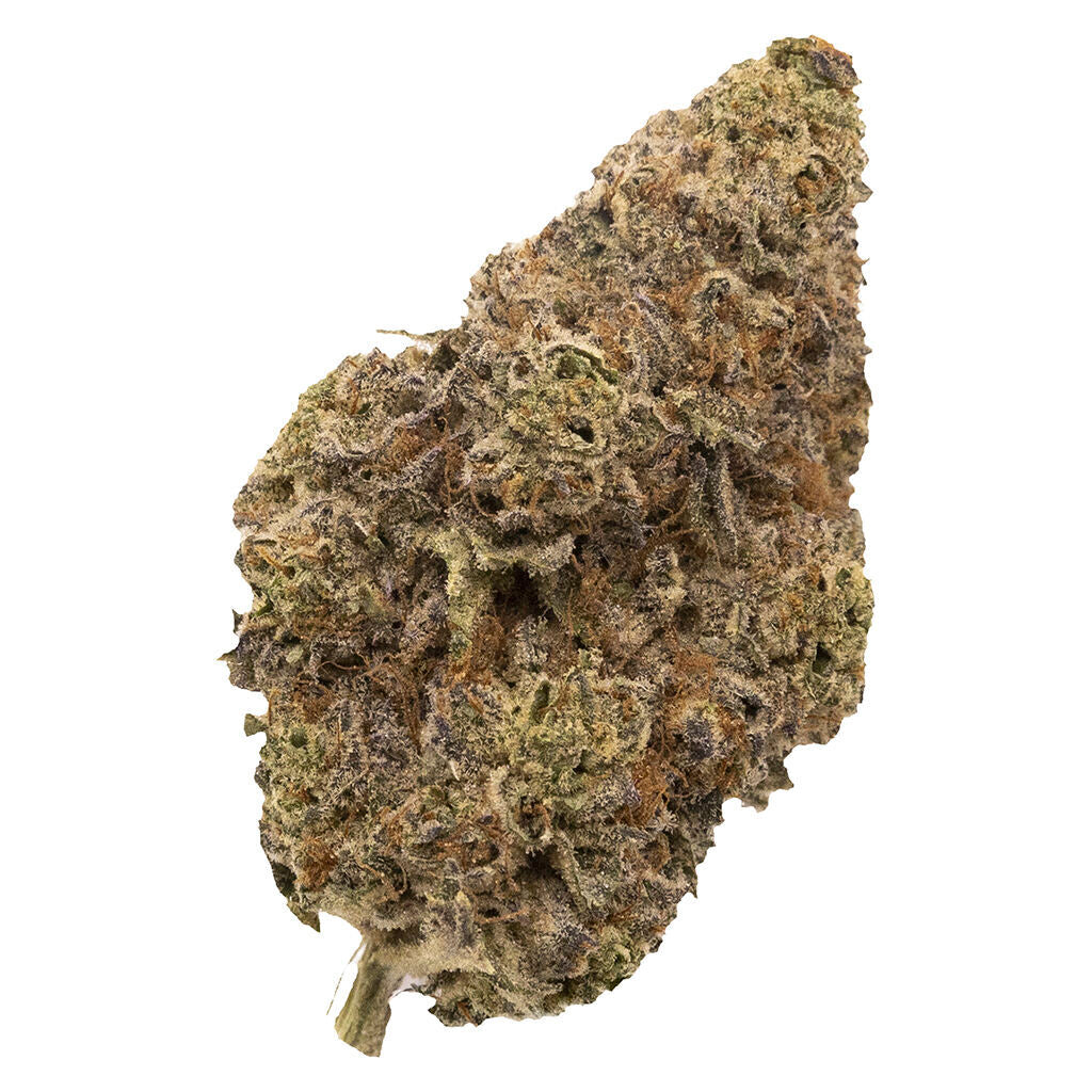 Chatty Kathy - Dried Flower - 