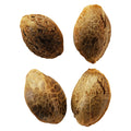 Lemon Sunshine Autoflower Feminized Seeds