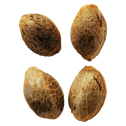 Photo Lemon Sunshine Autoflower Feminized Seeds