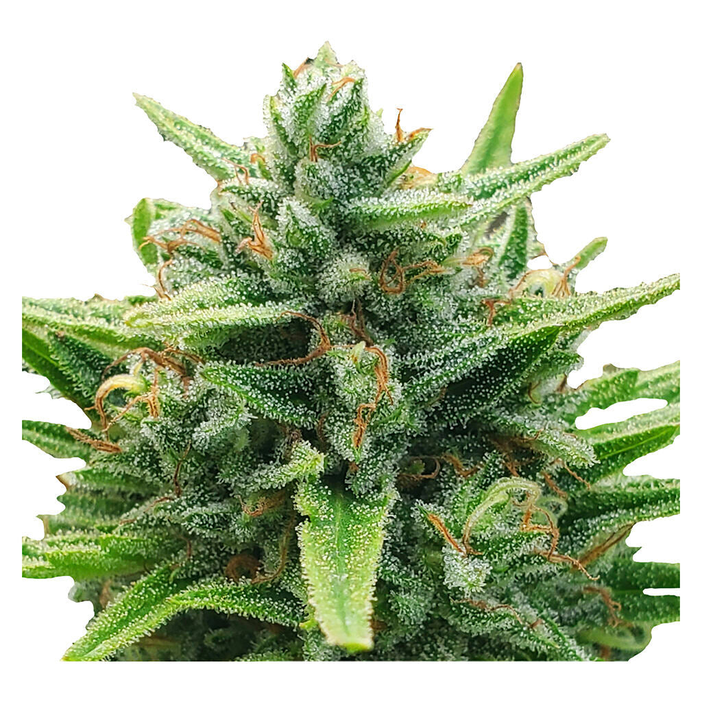 Lemon Sunshine Autoflower Feminized Seeds - 