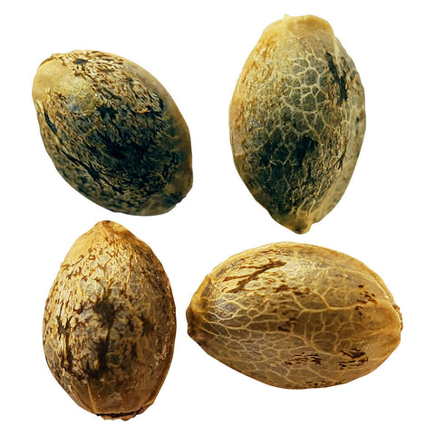Photo Cannabis Cup Autoflower Feminized Seed Multi pack