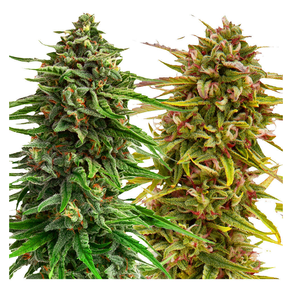 Cannabis Cup Autoflower Feminized Seed Multi pack - 