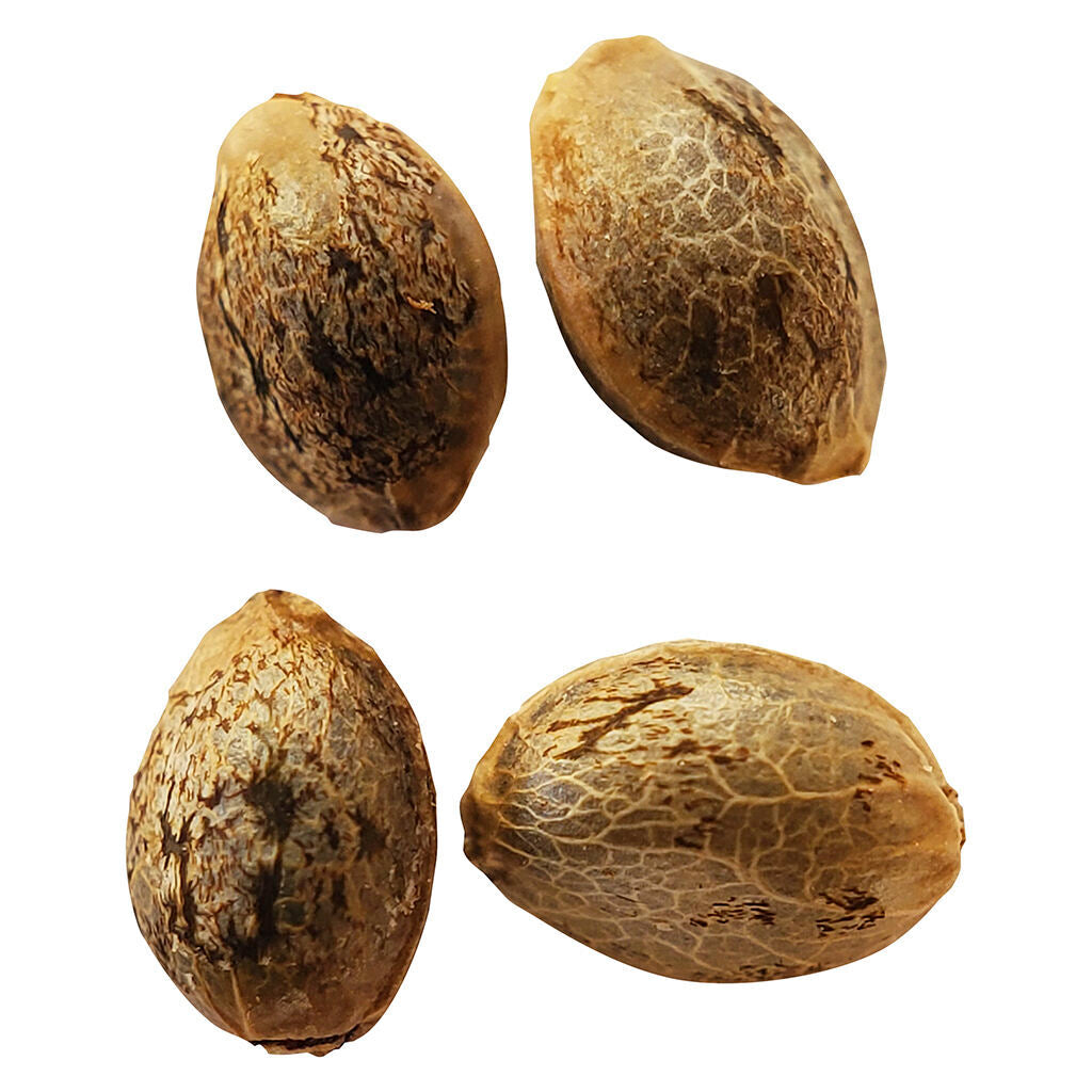 Sugar Diesel Feminized Seeds