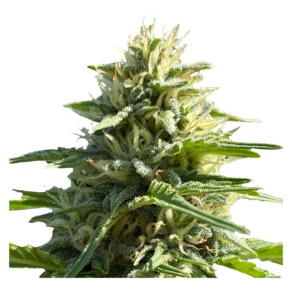 Sugar Diesel Feminized Seeds