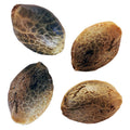BC West Coast Feminized Photoperiod Seed Multipack (2+2)