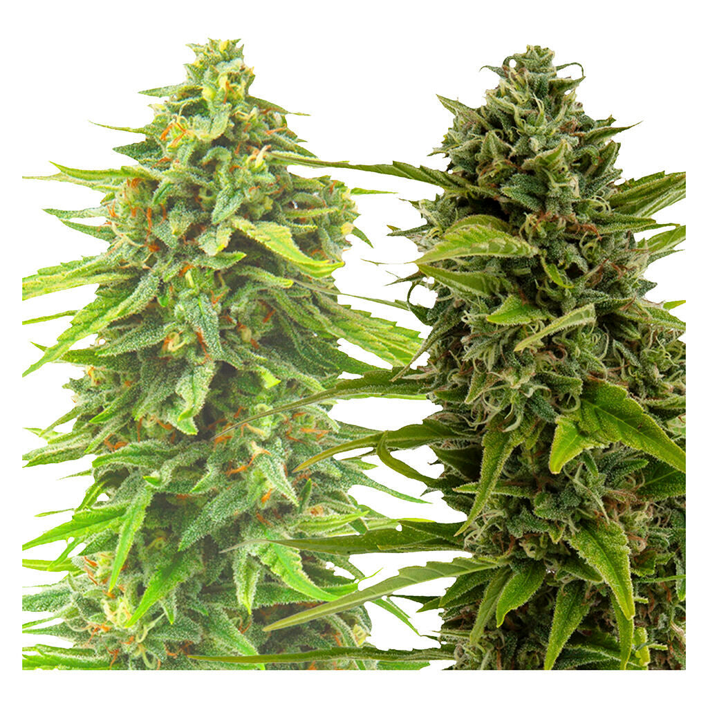 BC West Coast Feminized Seed Multi Pack - 