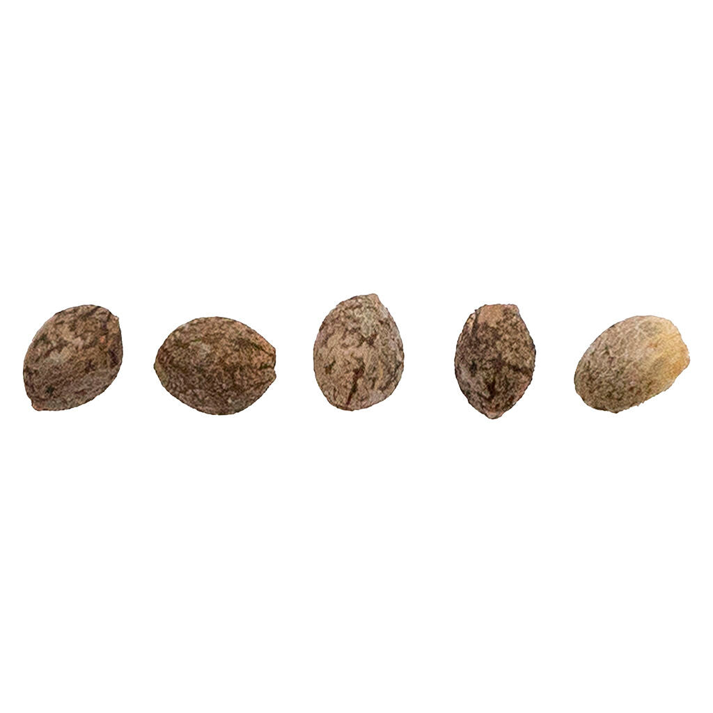 CBD Therapy Starter Seeds (Regular)