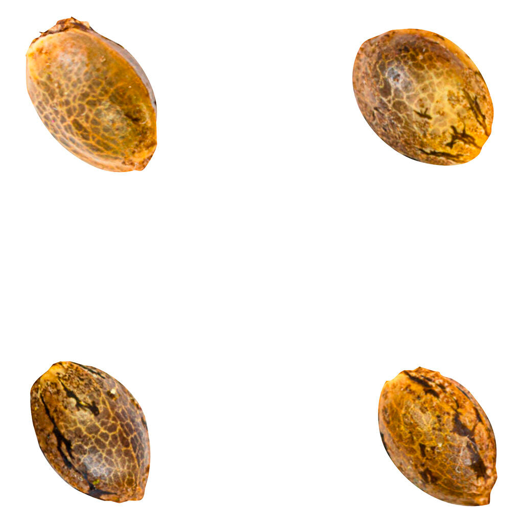 Crasher Breath (Fem Seeds) - 