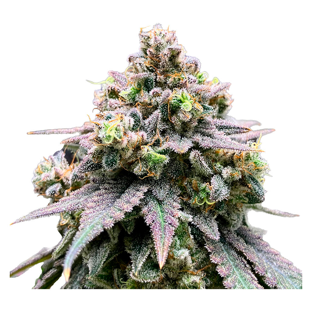 Crasher Breath (Fem Seeds) - 