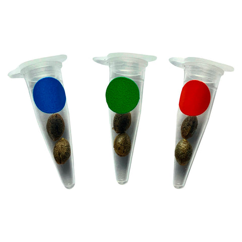 Photo Crashed Out Cookies Multipack (fem Seeds)