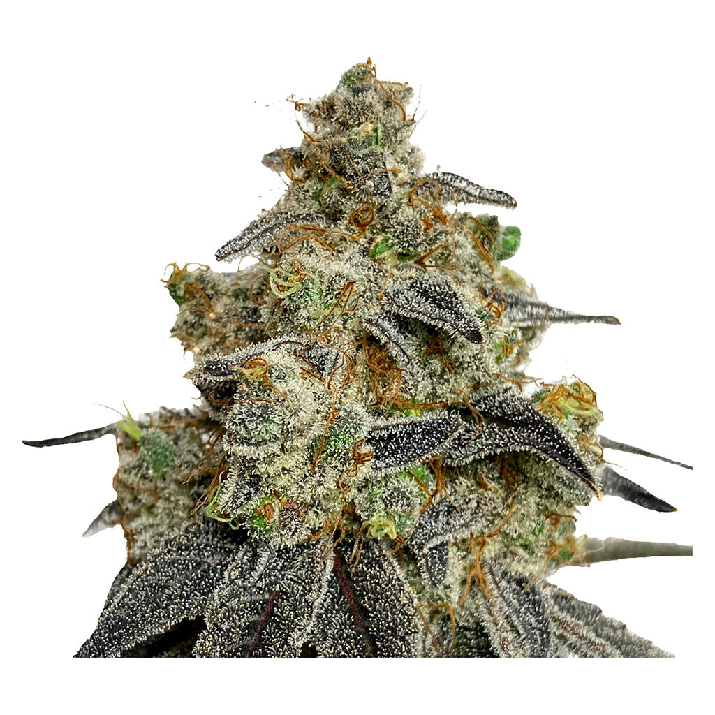 Crashed Out Cookies Multipack (fem Seeds) - 