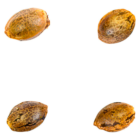 Photo 41 Ghosts (auto Fem Seeds)