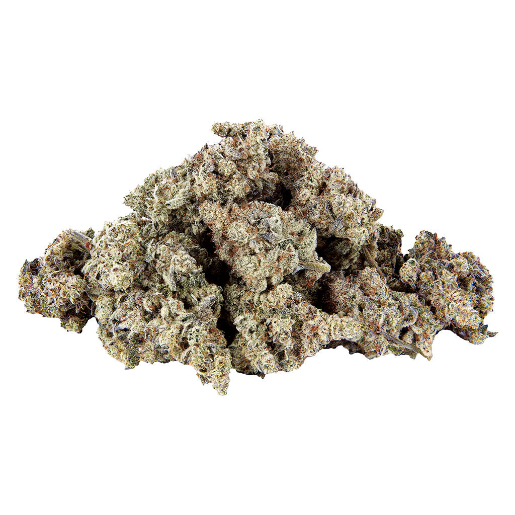 The Daily - 