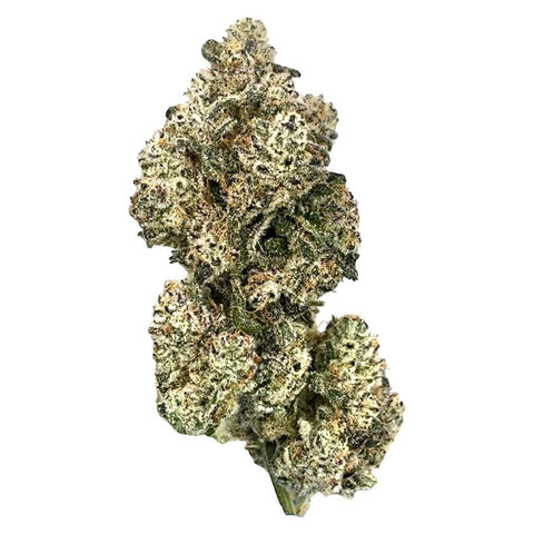 Photo Royal Dive #5: Purple Zombie