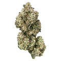 Royal Dive #5: Purple Zombie