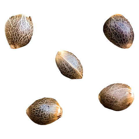 Photo Pheno Hunt − semences féminisées sélectionnées