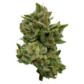 Pretty Sweet Sativa