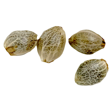 Sugar Diesel Feminized Seeds Photo