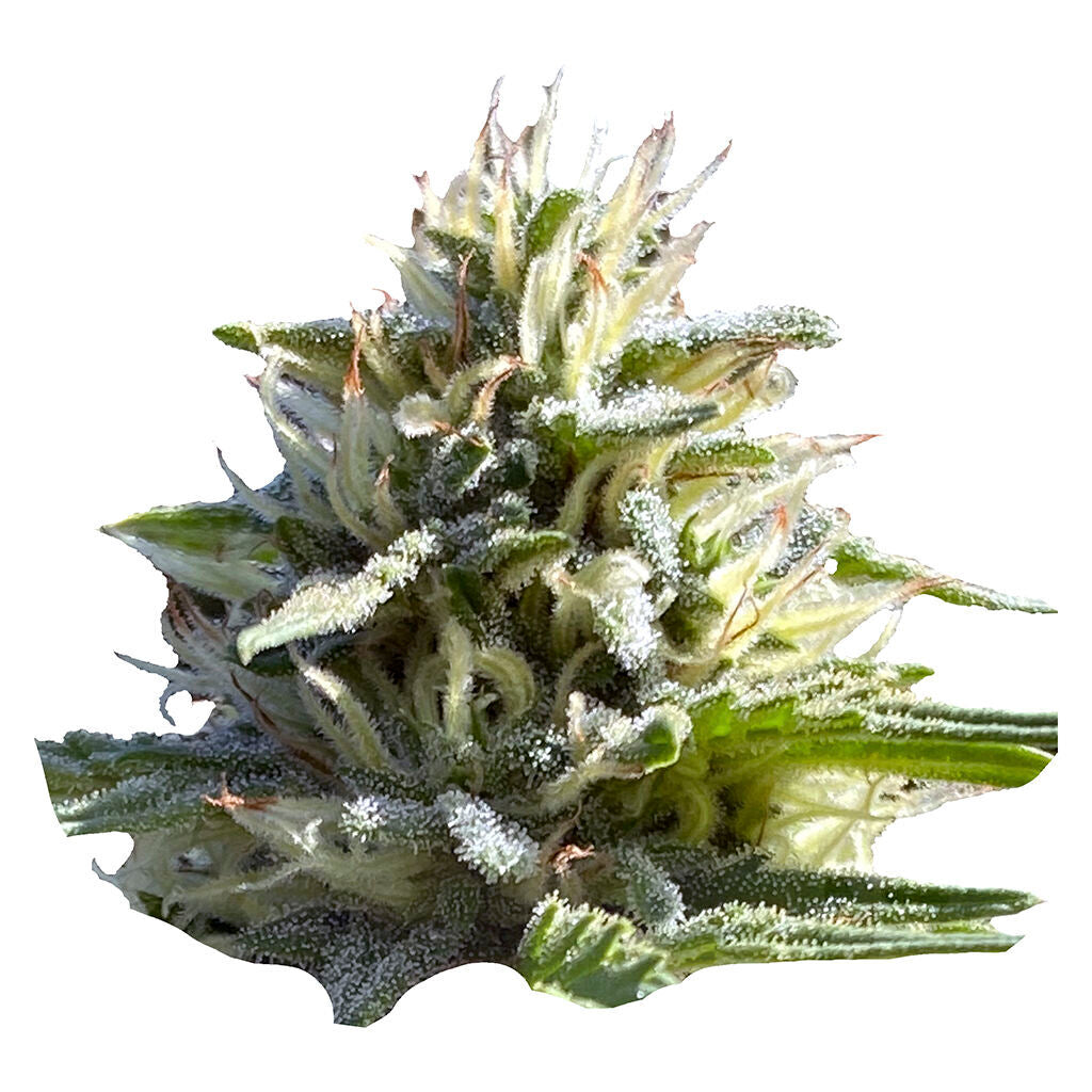 Sugar Diesel Auto Flower Feminized Seeds