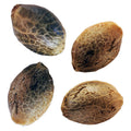 BC West Coast Feminized Seed Multi Pack