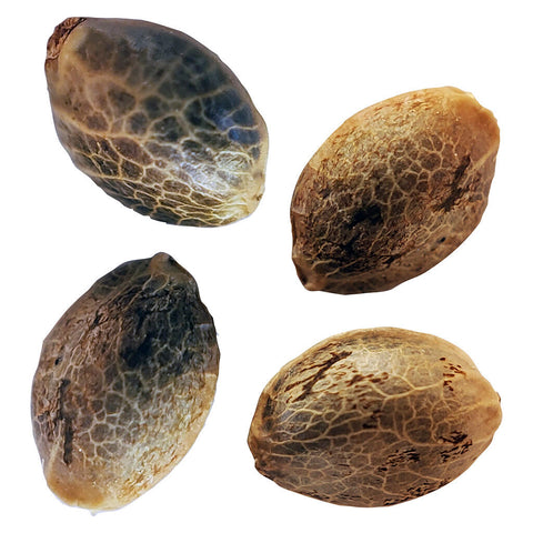 Photo BC West Coast Feminized Seed Multi Pack