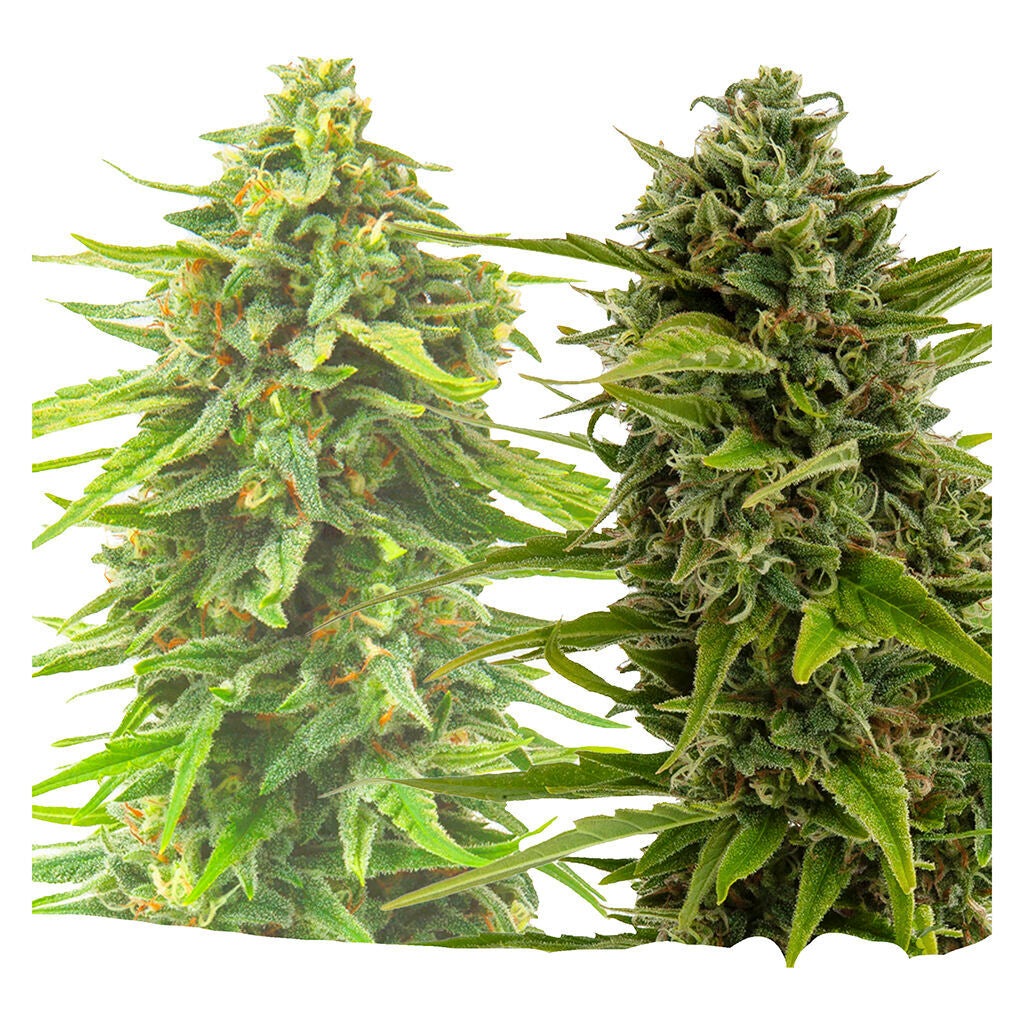 BC West Coast Feminized Seed Multi Pack - 