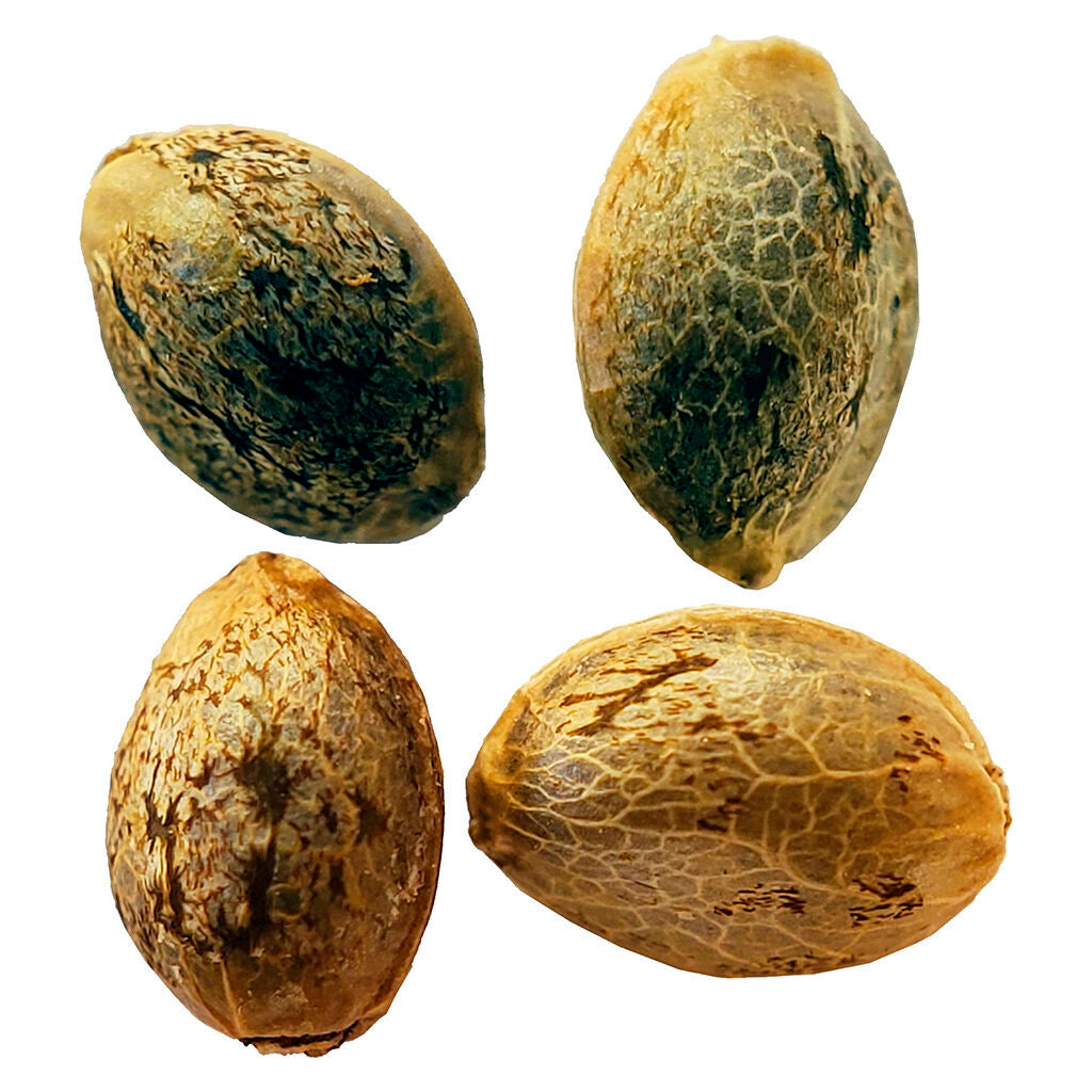 Cannabis Cup Autoflower Feminized Seed Multi pack - 
