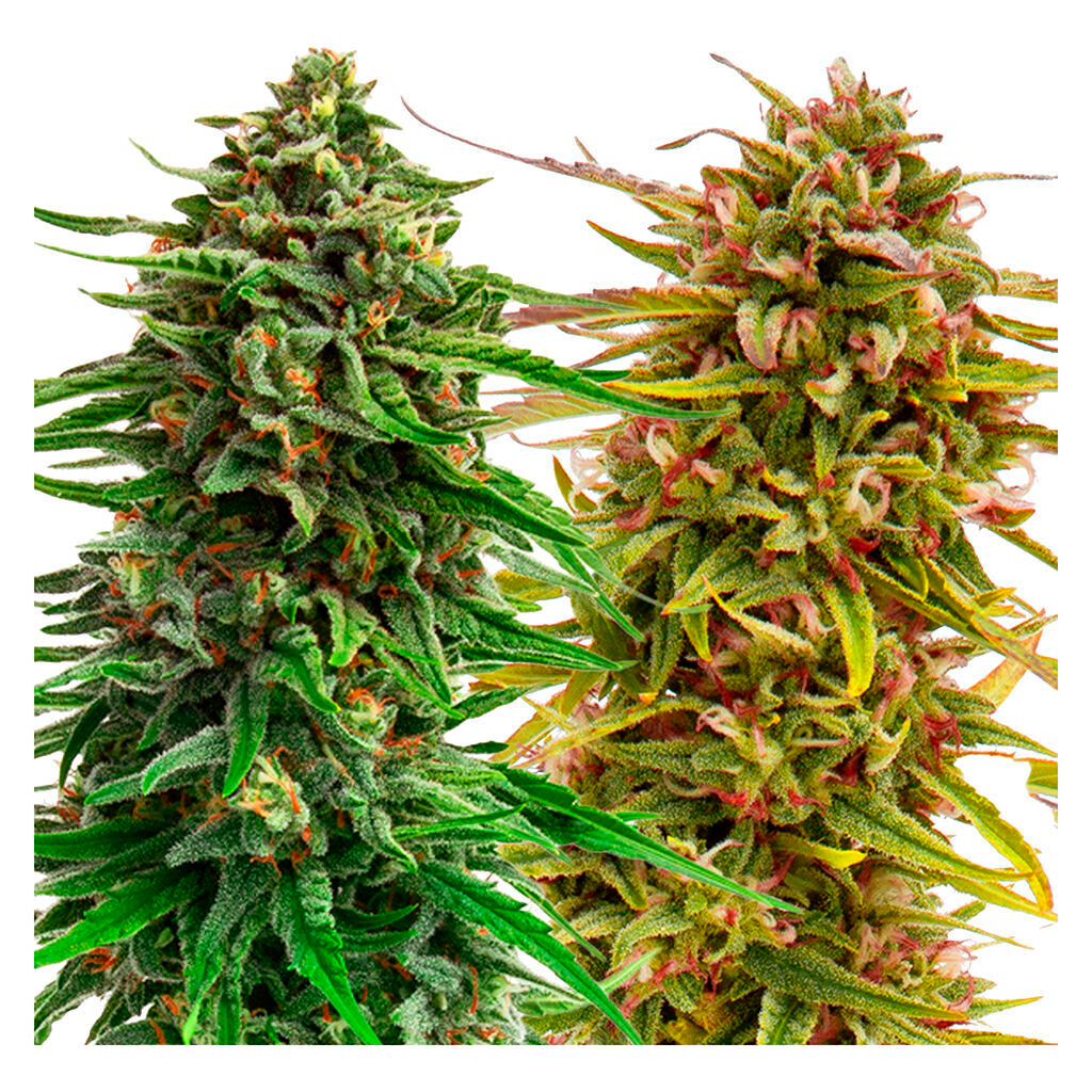 Cannabis Cup Autoflower Feminized Seed Multi pack