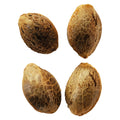 Lemon Sunshine Autoflower Feminized Seeds