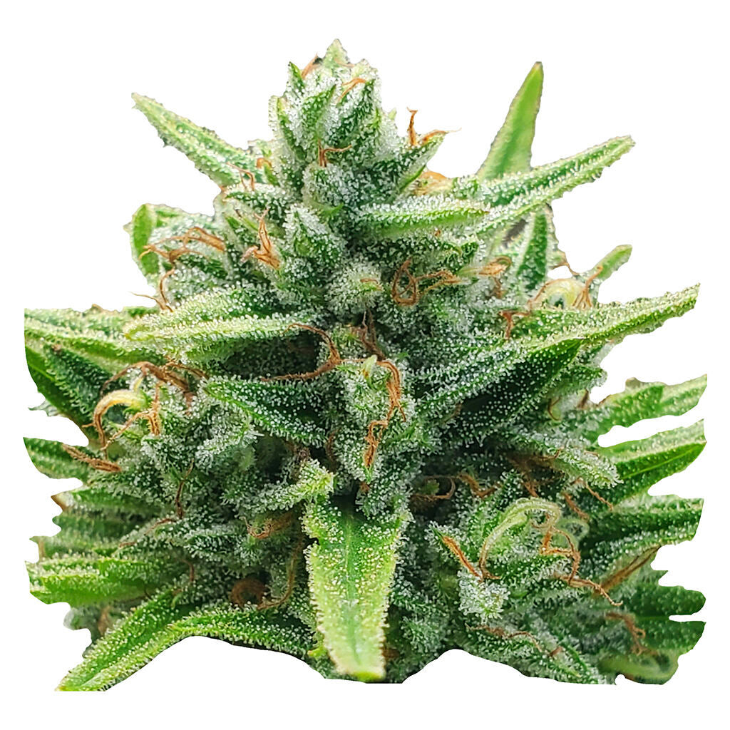 Lemon Sunshine Autoflower Feminized Seeds