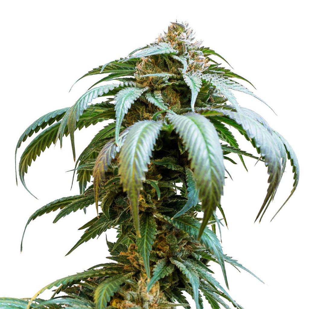 Bubba Kush Seeds (Feminized) - 