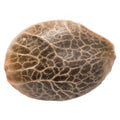 Bubba Kush Seeds (Feminized)