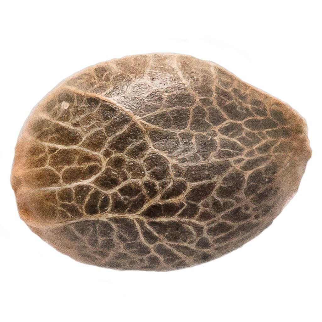 Bubba Kush Seeds (Feminized) - 