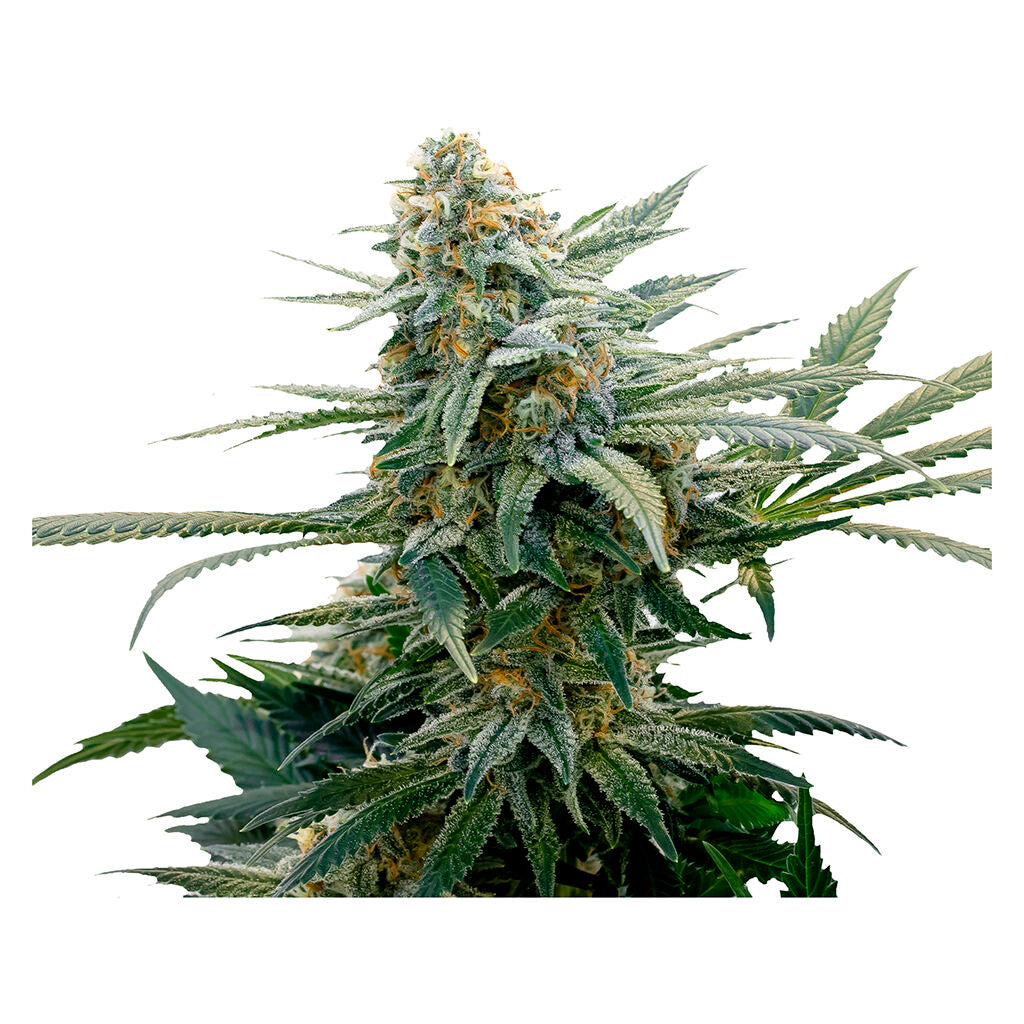 Bubba Cheese - 