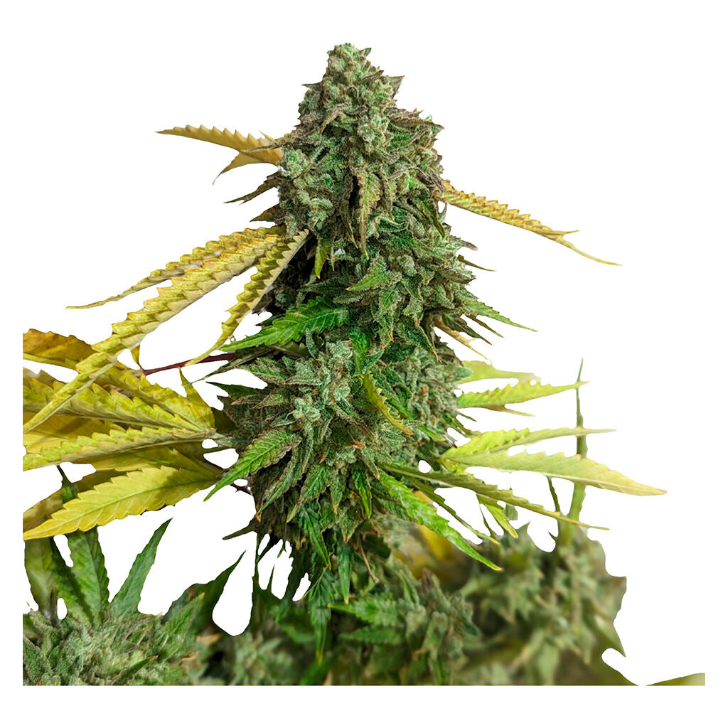 OG Kush