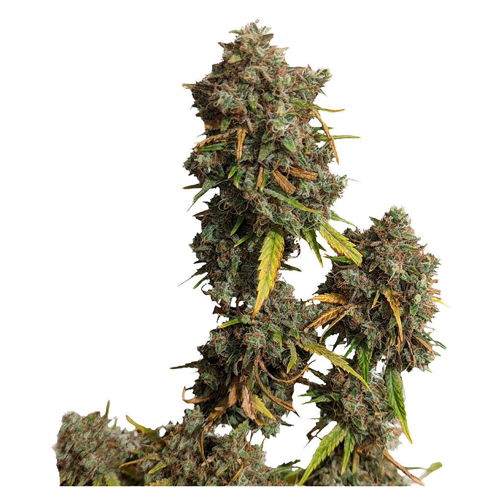 Jack Herer - 