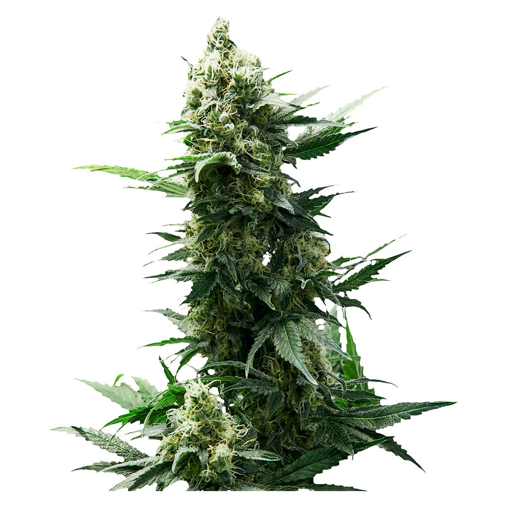 Chocolope - 