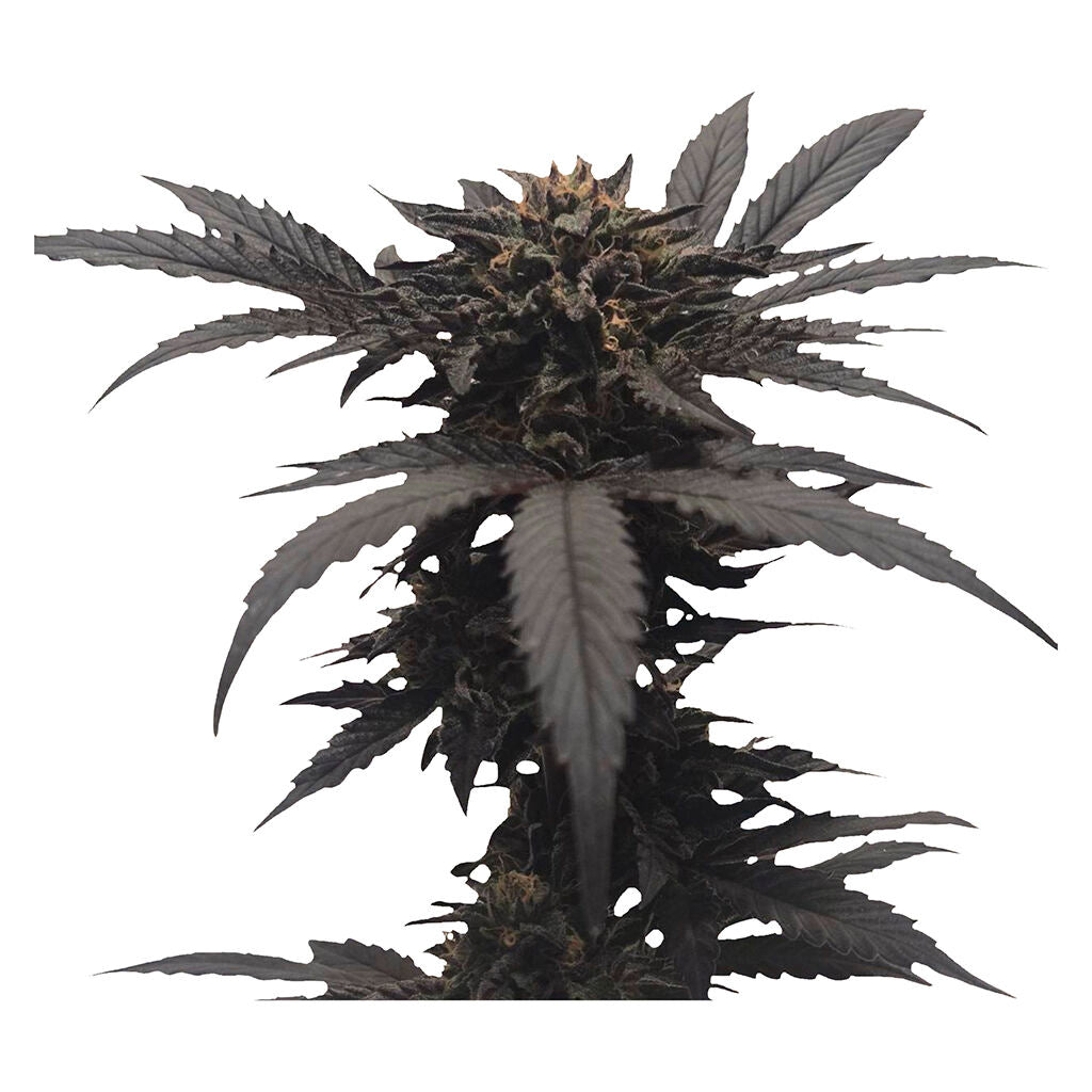 Chocolate Kush - 