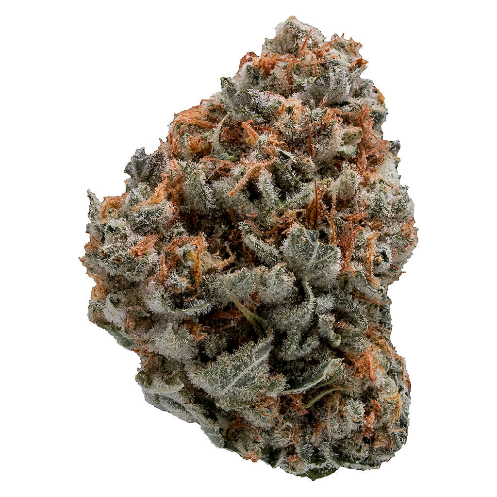 Black Domina - 