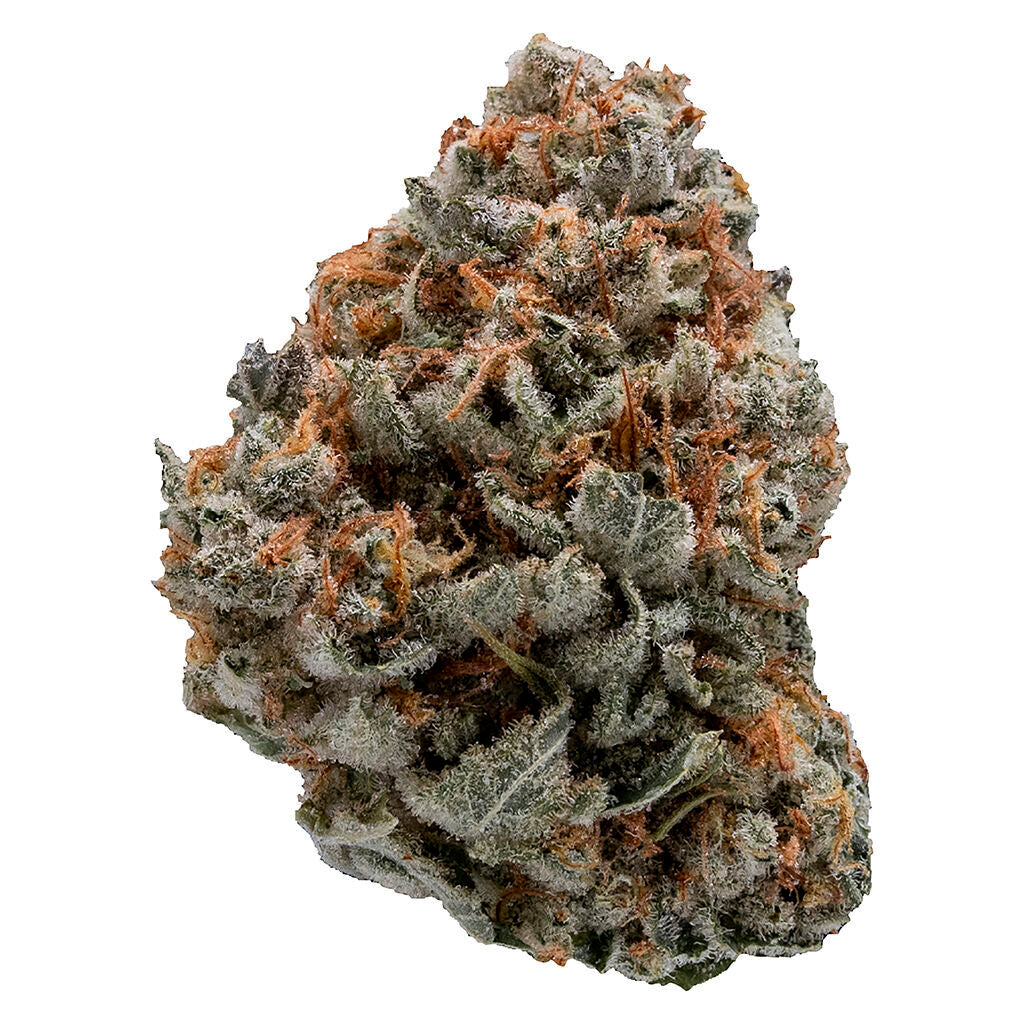 Black Domina - 