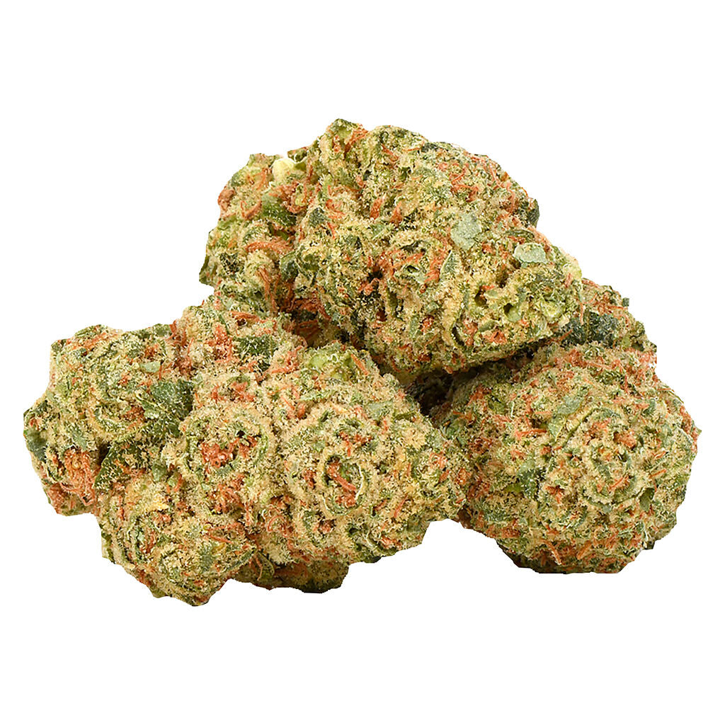 Rotterdam Indica