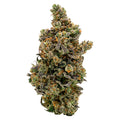 Kush Mintz