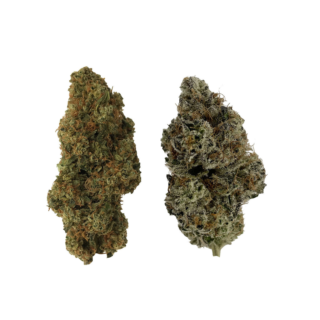 HOMA Dual Pack - 