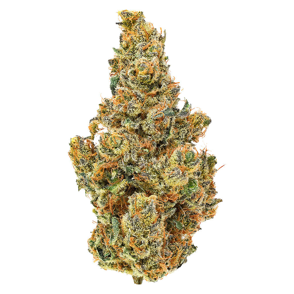 BC Organic Dancehall - 