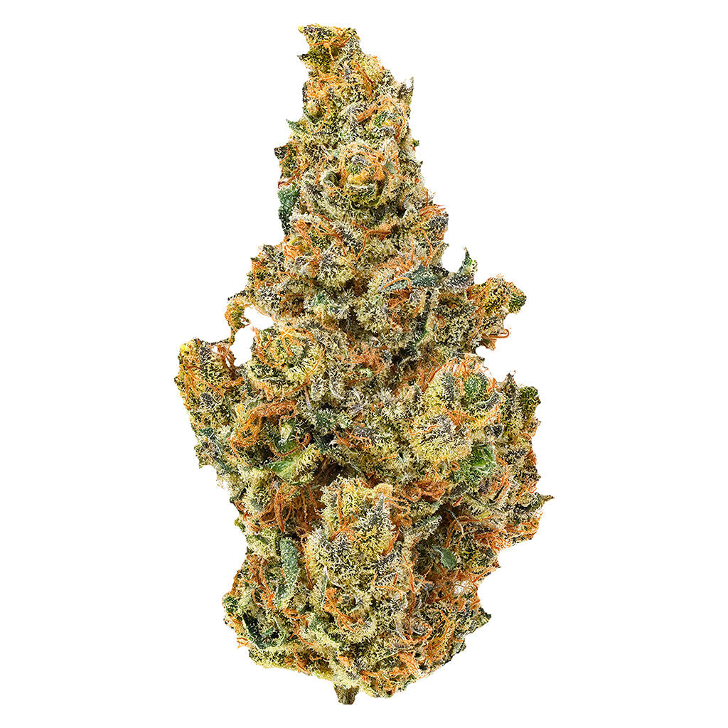 BC Organic Dancehall - 