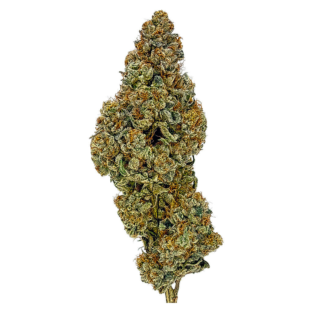 Fleur Anti Gravity - 